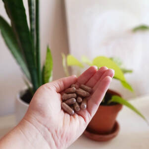 Woman's hand holding a handful of prepared placenta capsules to demonstrate how small and palatable they are.